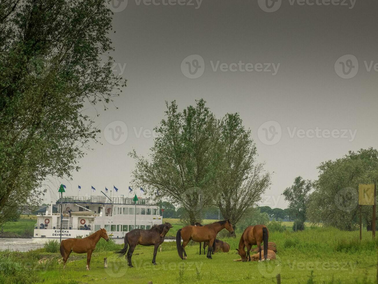 Pferde beim das ijssel Fluss foto