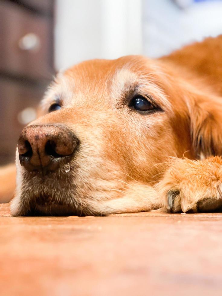 ein einzelner älterer Golden Retriever foto