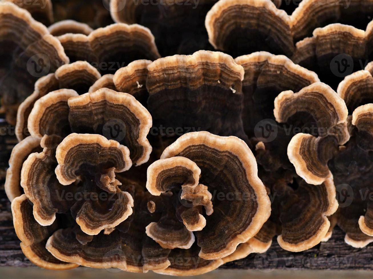 Nahaufnahme eines attraktiven braun gemusterten Pilzes, der von oben auf einem umgestürzten Baumstamm wächst foto