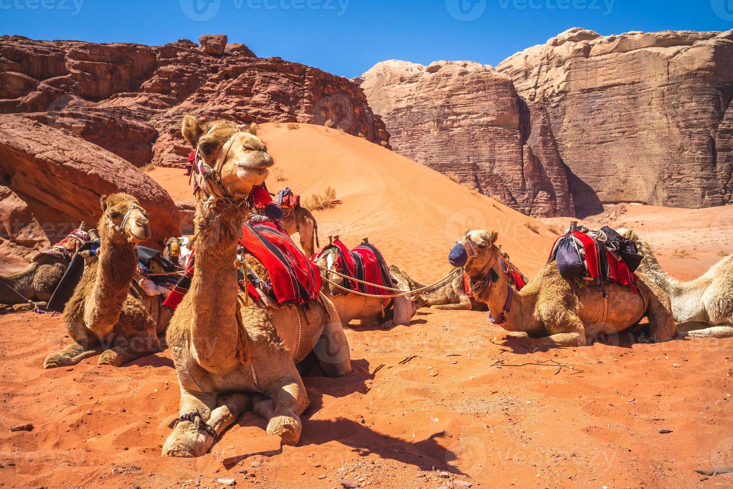 Kamele in der Wüste Wadi Rum in Südjordanien foto