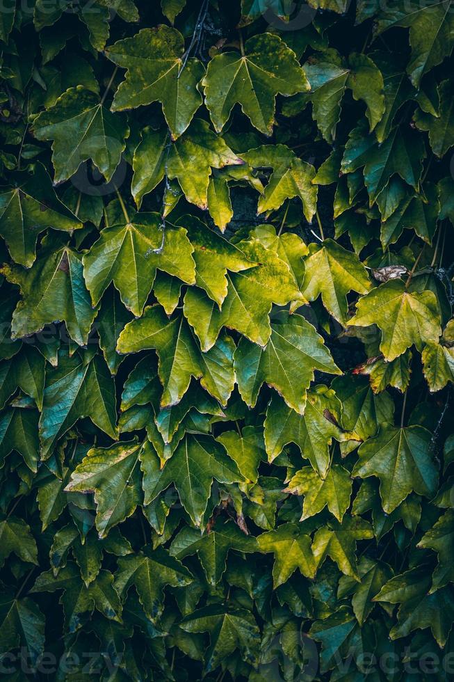 grüne Pflanzenblätter in der Natur foto