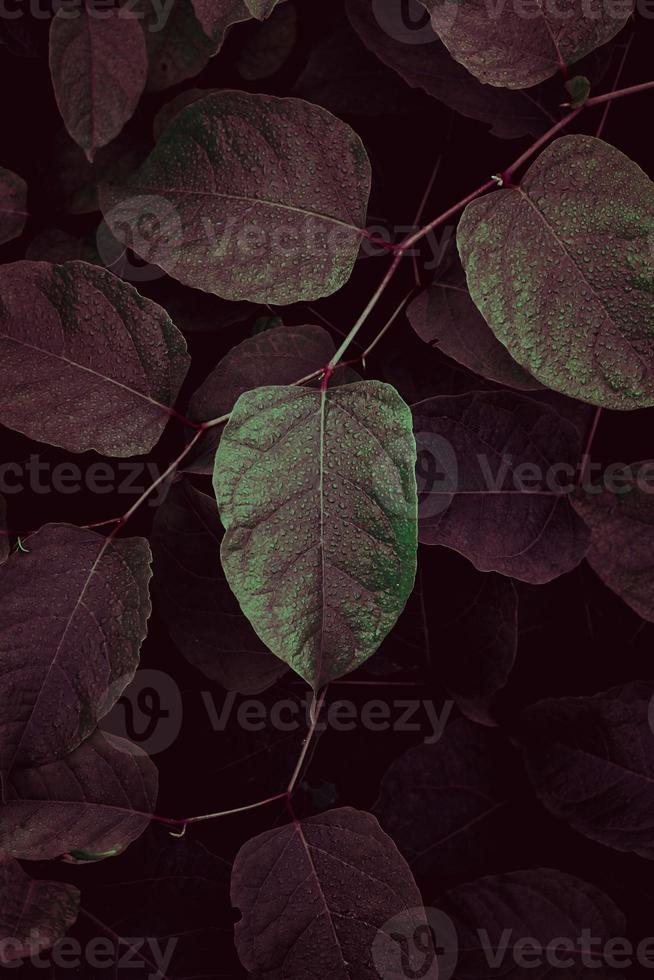 rote und grüne Pflanzenblätter in der Herbstsaison foto