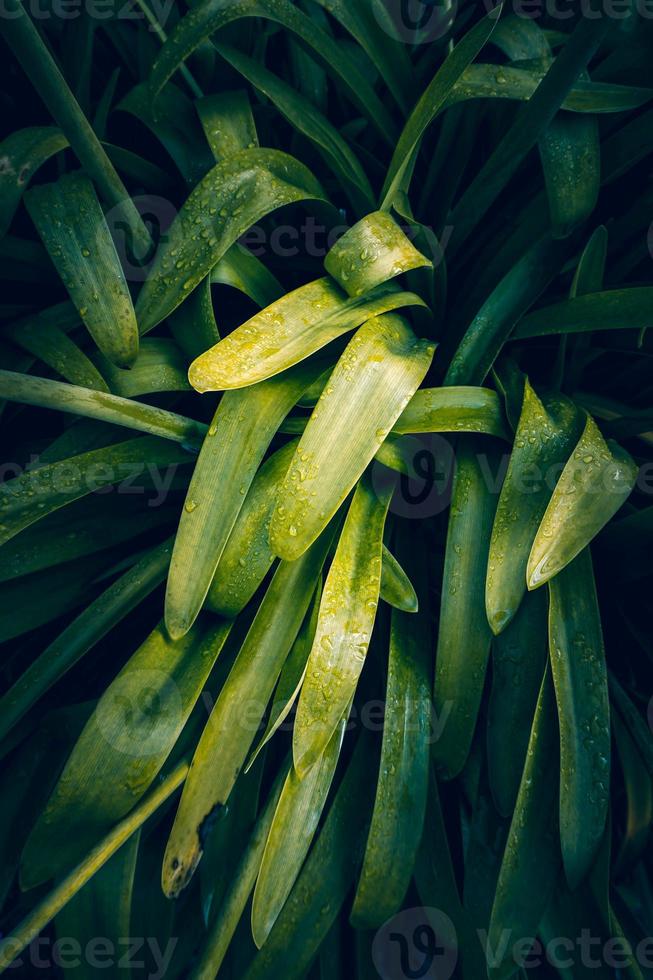 grüne Pflanzenblätter in der Natur foto