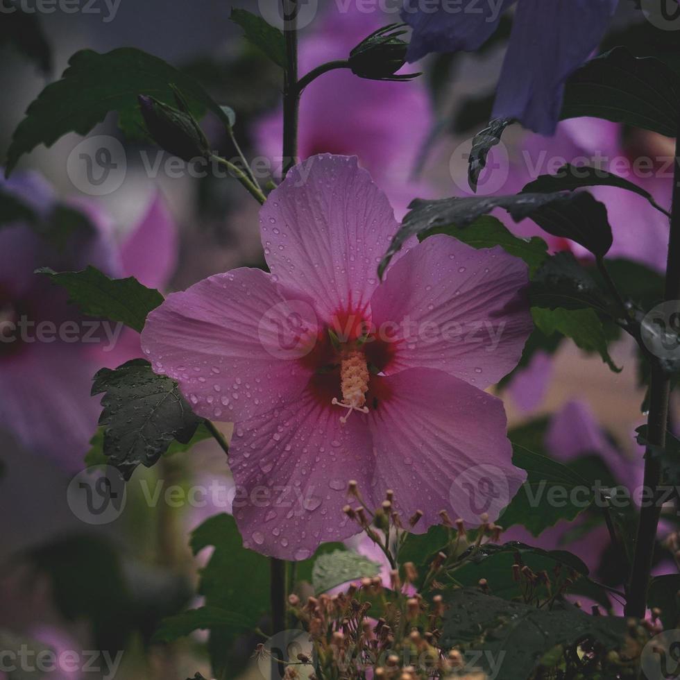 romantische rosa blume im frühling foto