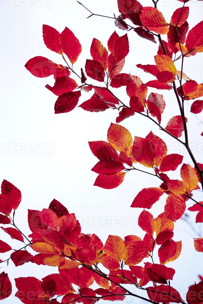 rote Baumblätter in der Herbstsaison foto