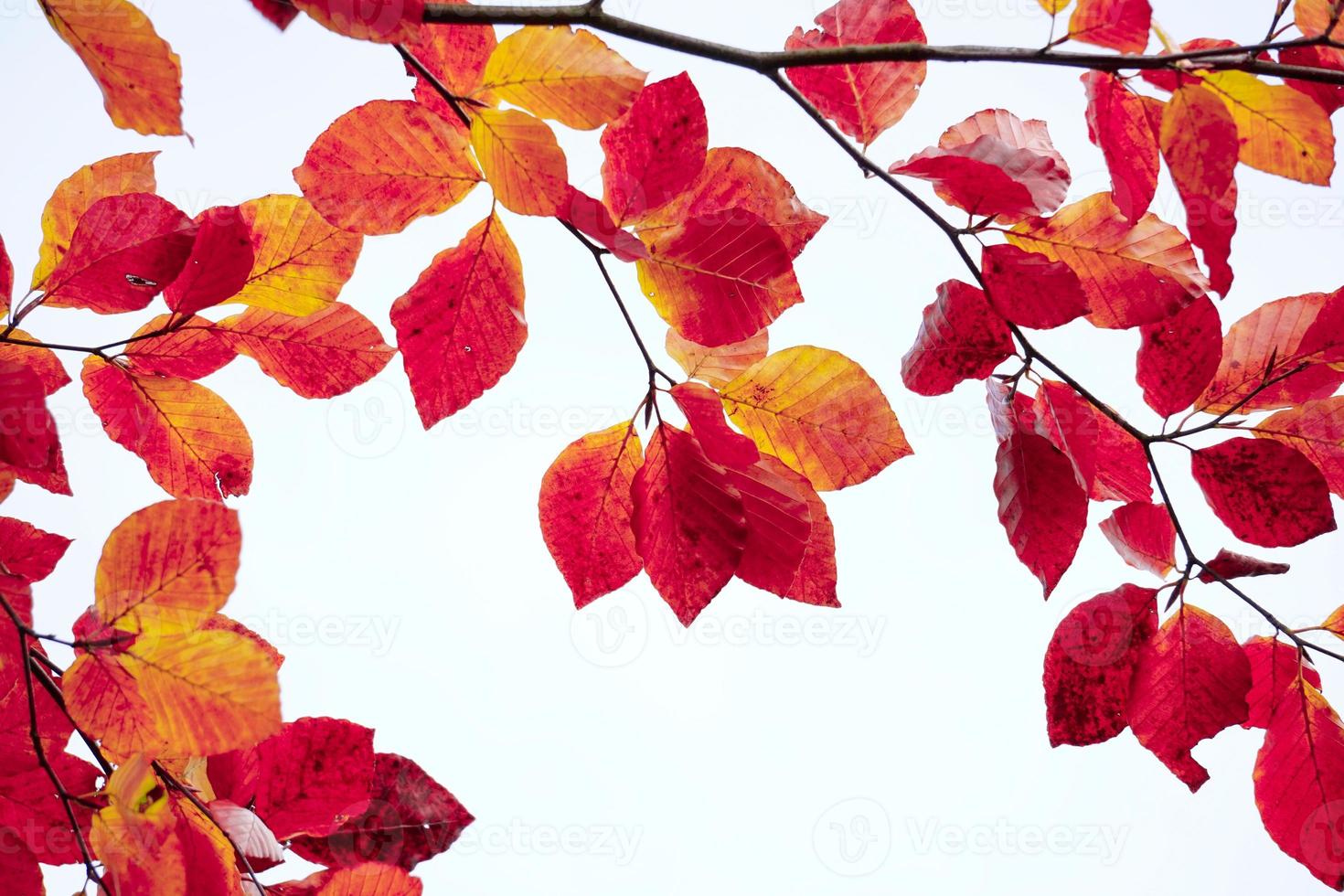 rote Baumblätter in der Herbstsaison foto