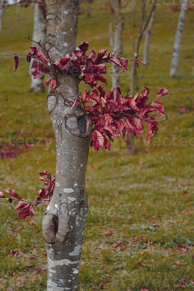 Baumstamm mit braunen Blättern in der Herbstsaison foto
