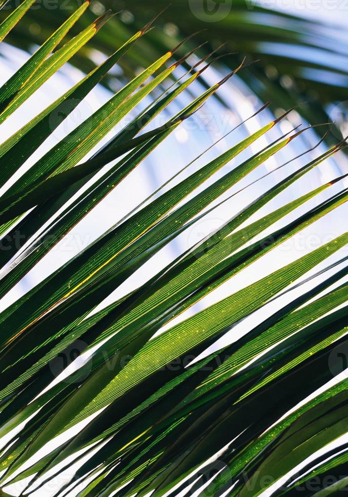 grüne Palmenblätter im Frühling foto