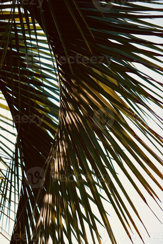 grüne Palmenblätter im Frühling foto