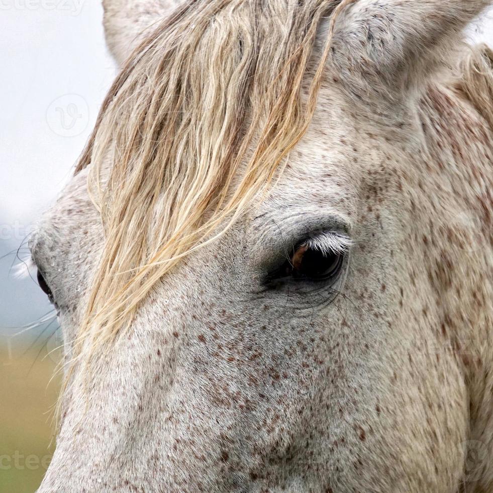 schönes weißes Pferdeporträt foto