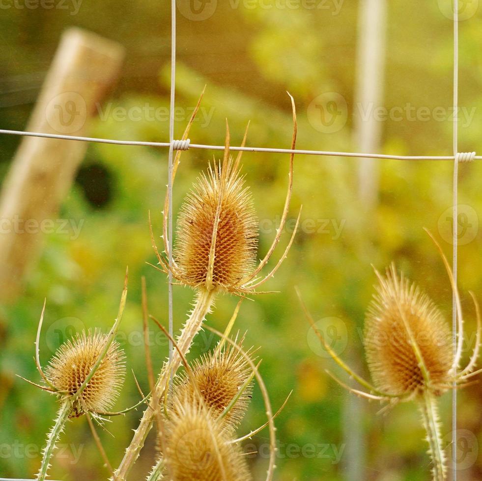 Distel in der Natur in der Herbstsaison foto