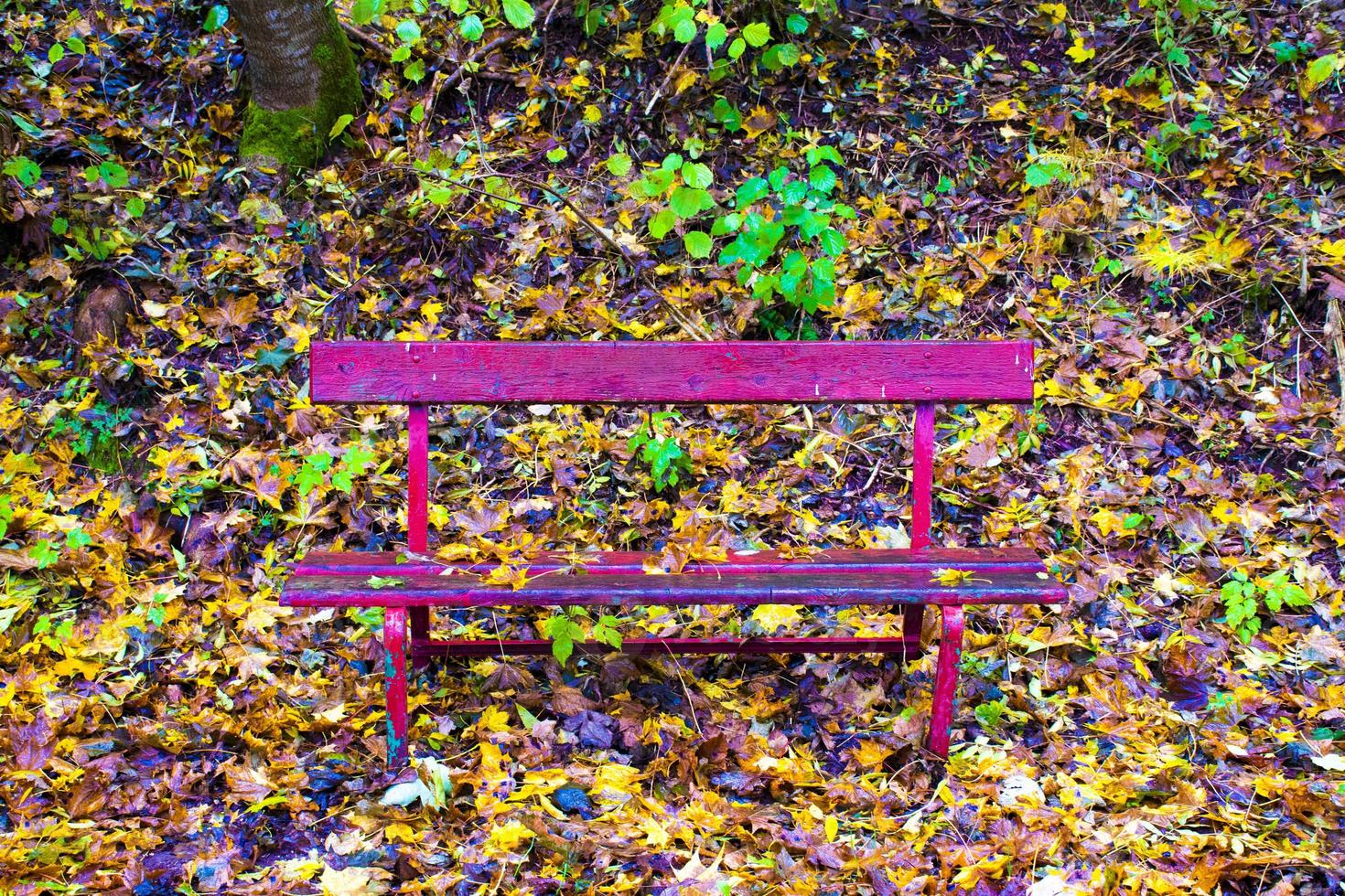 rote Bank mit Blättern foto