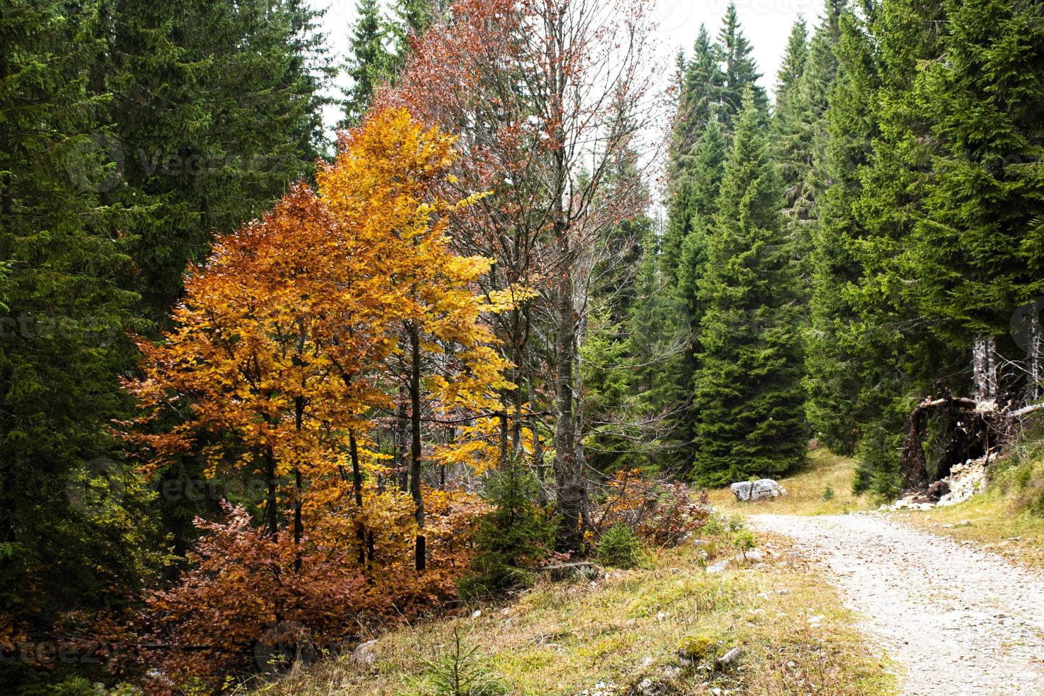 Straße durch eine Herbstlandschaft foto