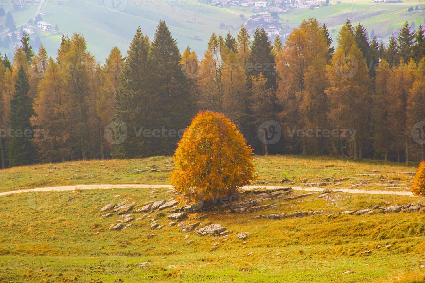 herbstlicher waldblick foto