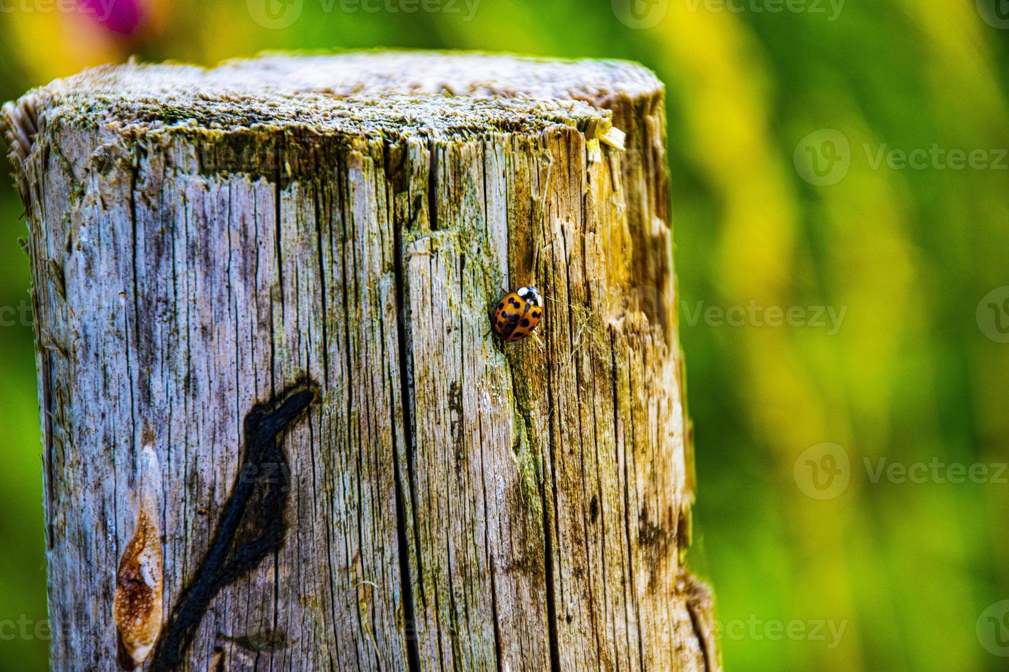 Marienkäfer auf Holz foto