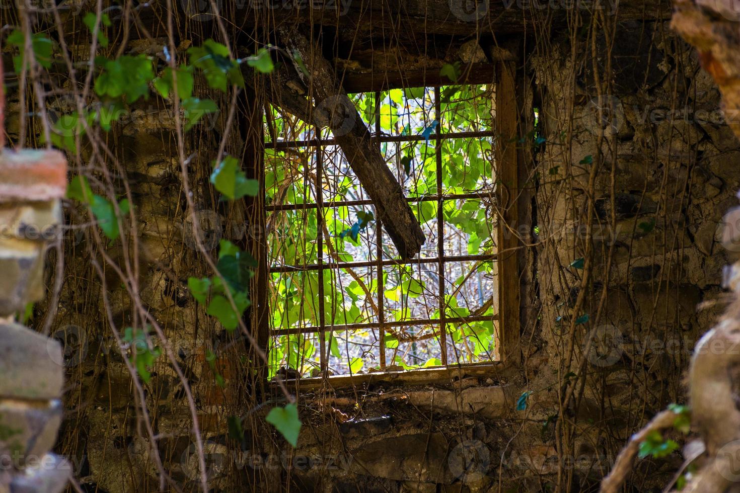 altes Fenster und Vegetation foto