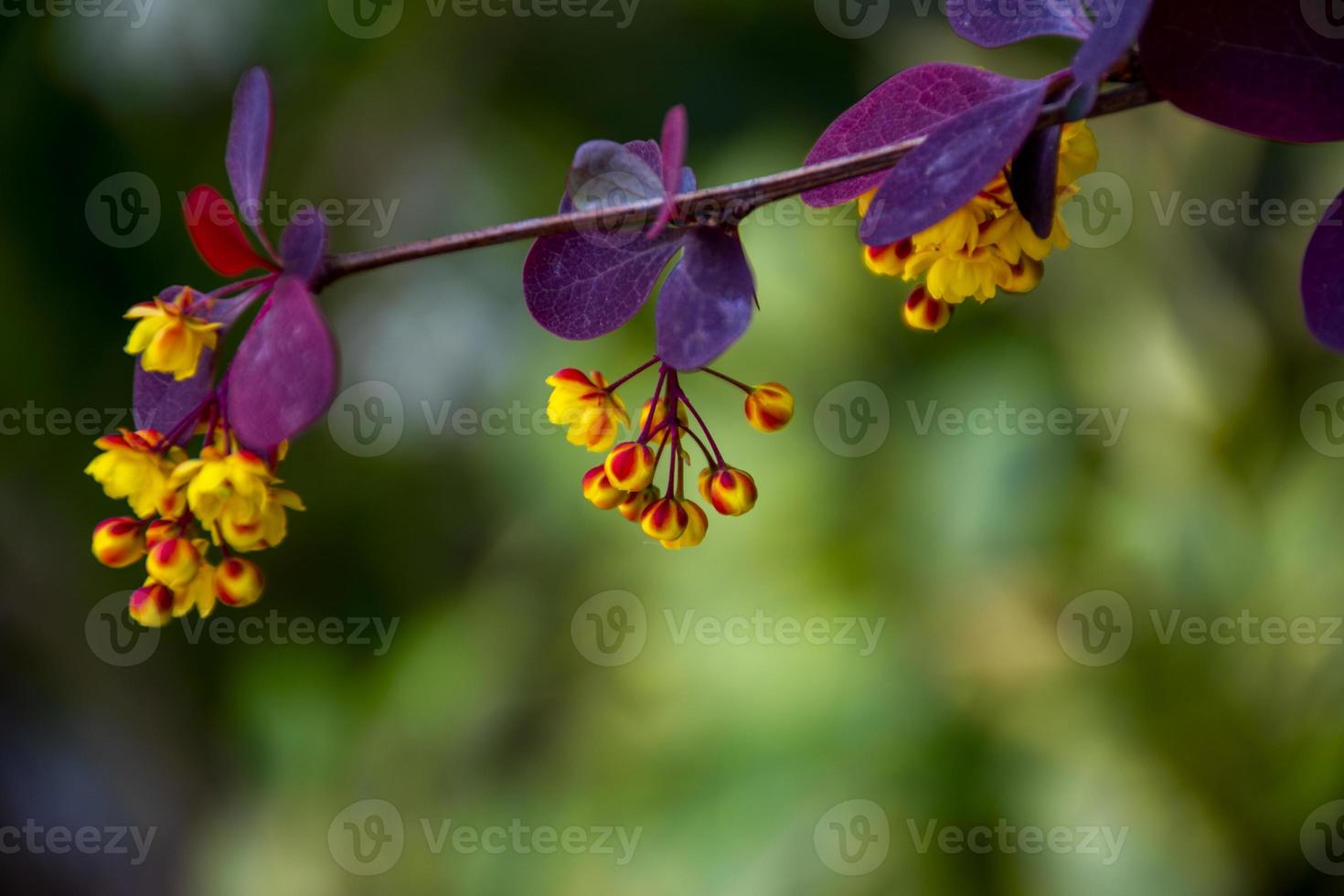 hängende gelbe Berberitzenblüten foto