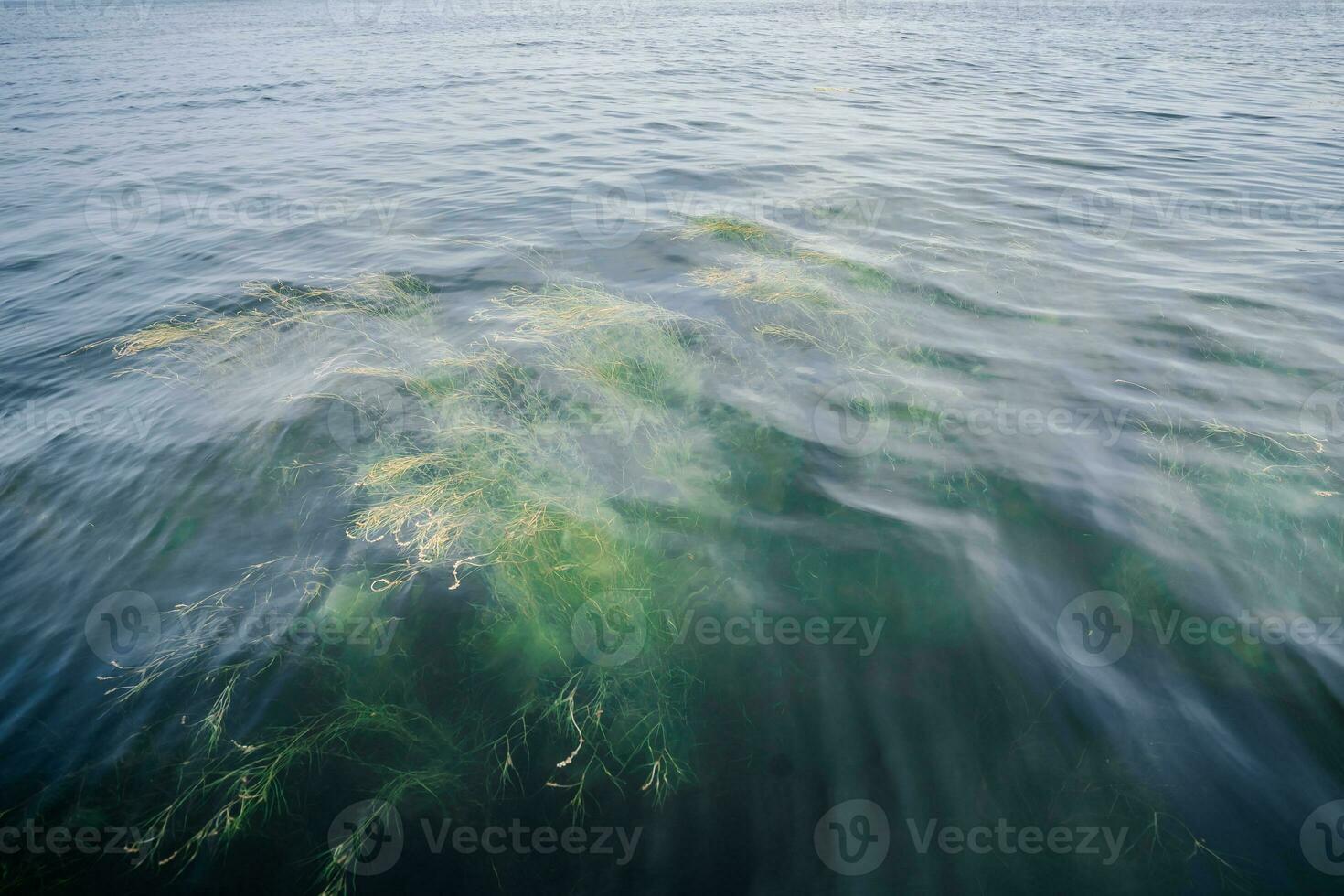 Algen unter das klar Wasser von das See. foto