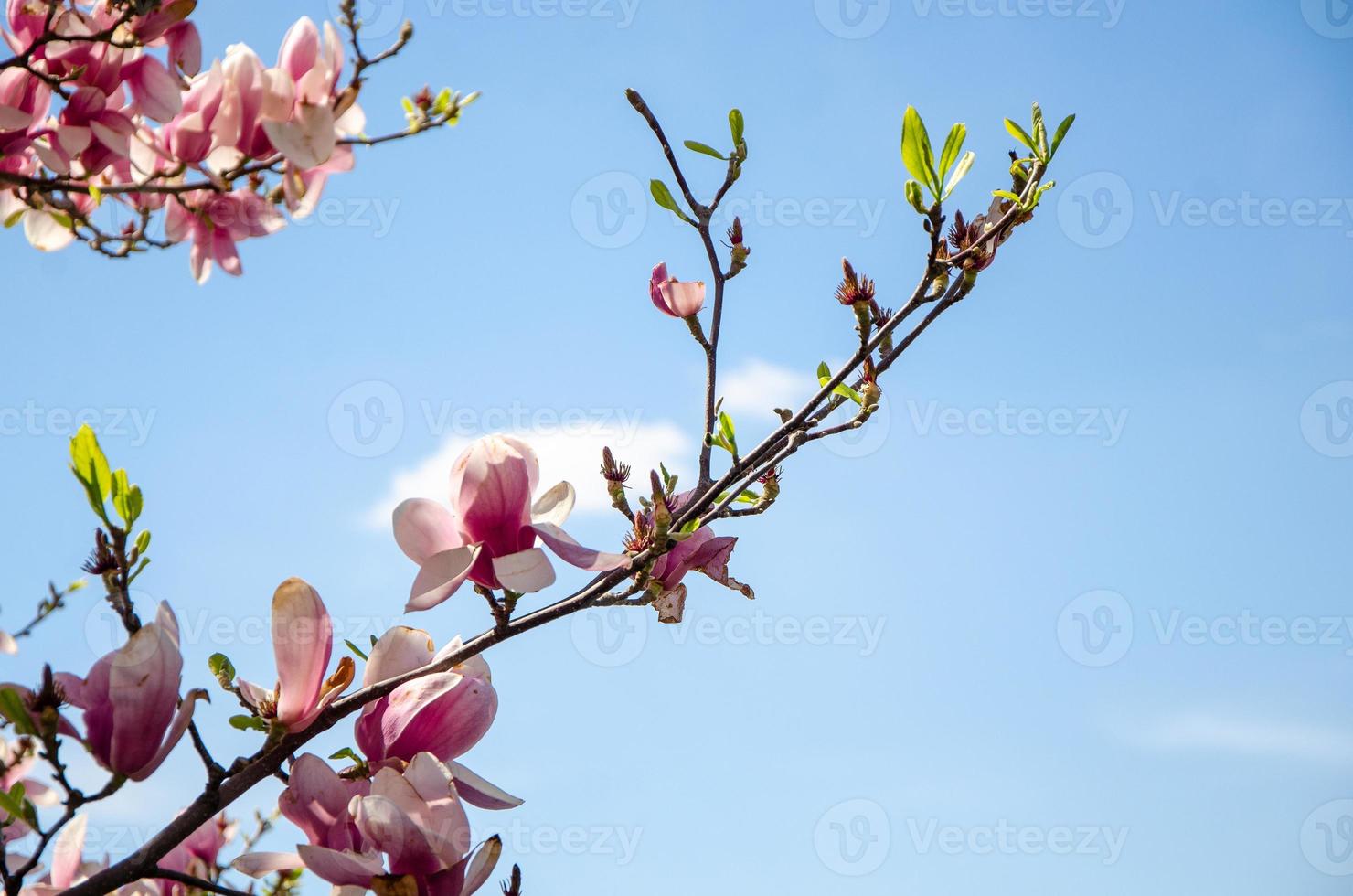 Blühende Magnolie im Frühling blüht auf einem Baum vor einem strahlend blauen Himmel foto