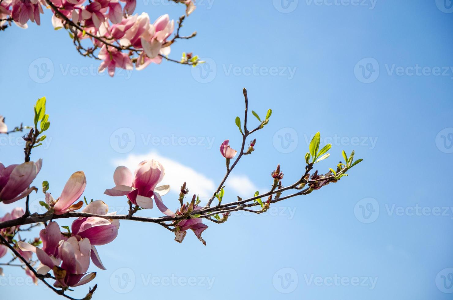 Blühende Magnolie im Frühling blüht auf einem Baum vor einem strahlend blauen Himmel foto