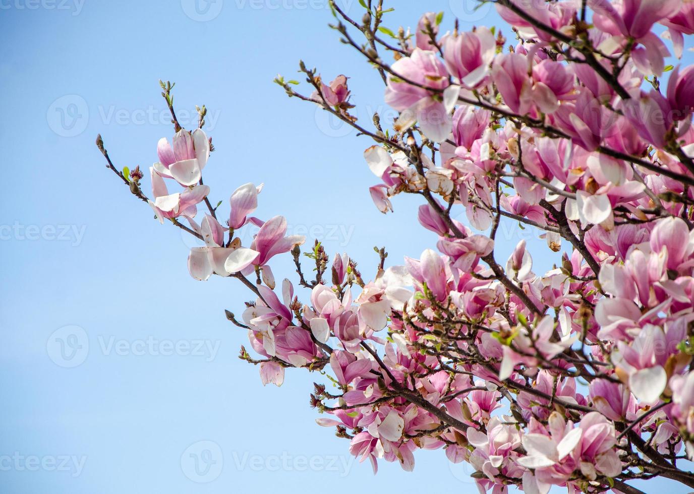 Blühende Magnolie im Frühling blüht auf einem Baum vor einem strahlend blauen Himmel foto