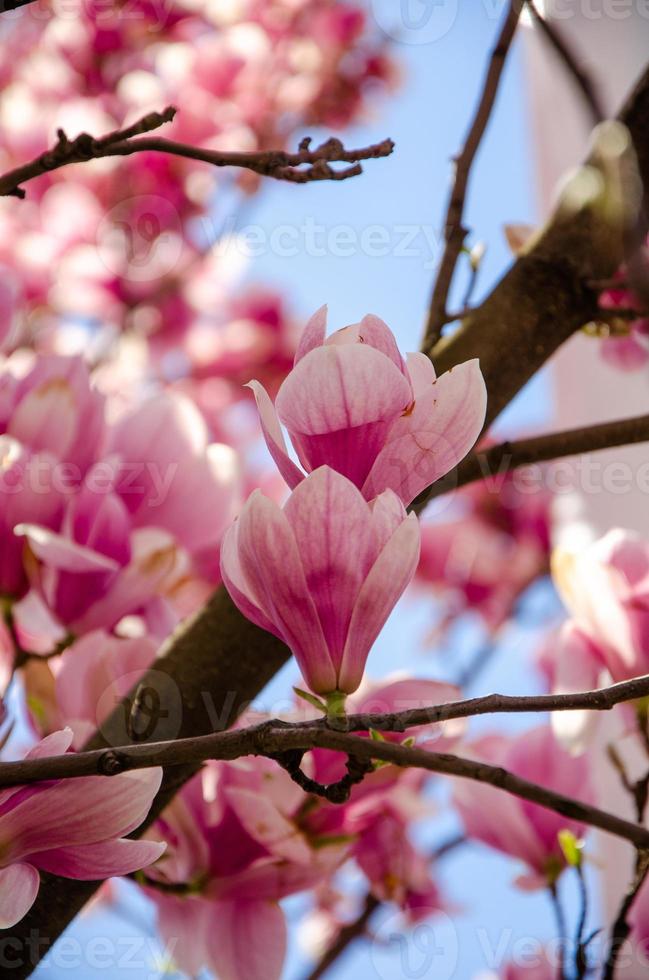 Blühende Magnolie im Frühling blüht auf einem Baum vor einem strahlend blauen Himmel foto