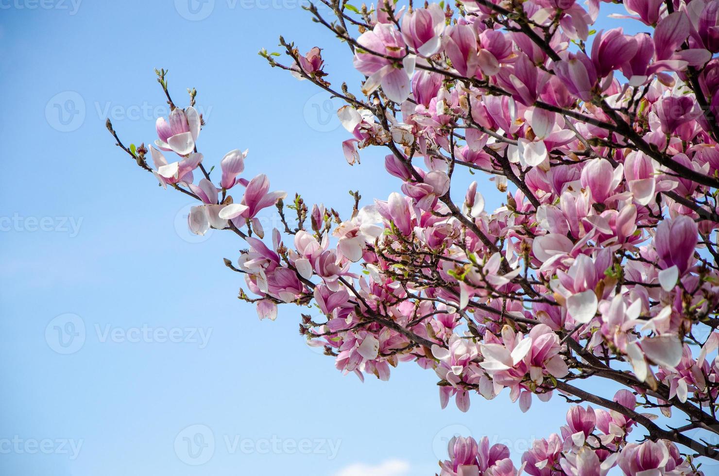 Blühende Magnolie im Frühling blüht auf einem Baum vor einem strahlend blauen Himmel foto