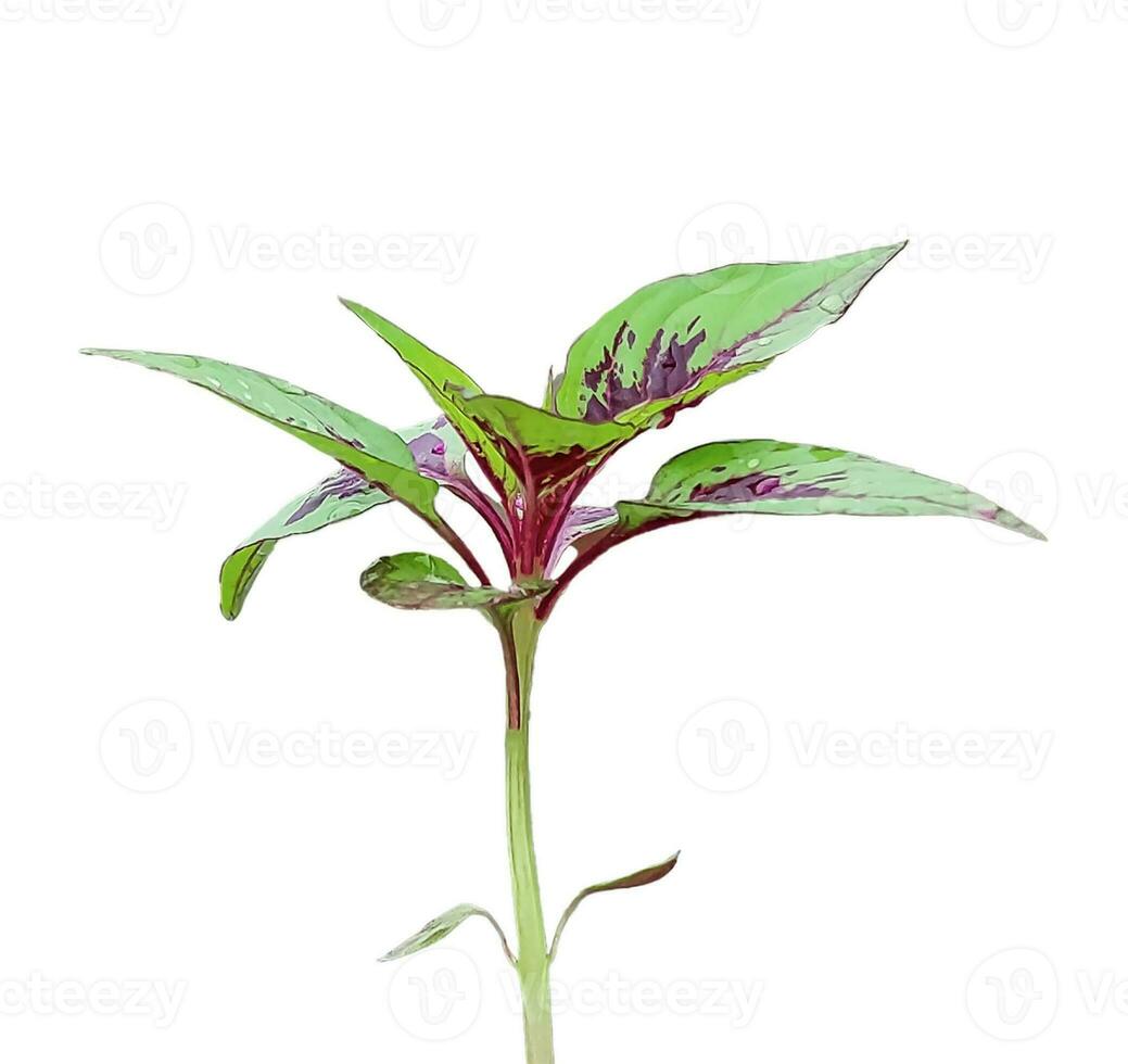 Hahnenkamm Blume Grün Blatt isoliert png transparent Hintergrund psd Datei foto