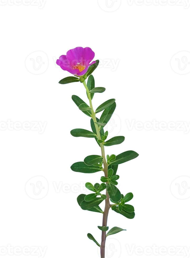 Rosa Blume Grün Blätter png transparent mit Regen fallen foto