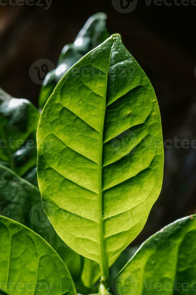 abstrakt Hintergrund von Grün Blätter. ein schließen planen. foto