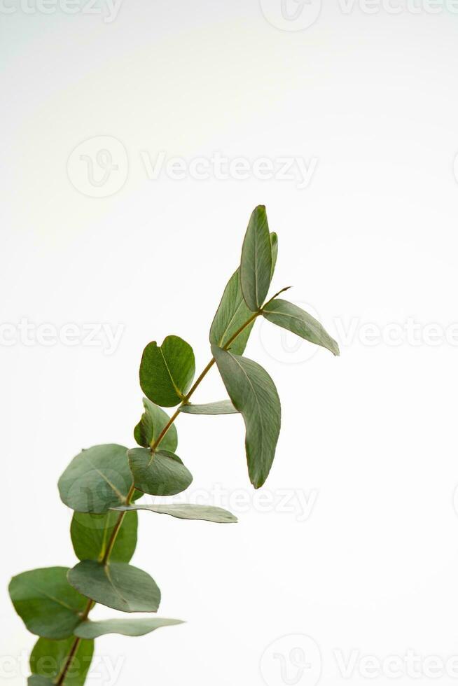 ein Grün Ast von Eukalyptus auf ein Weiß Hintergrund. foto