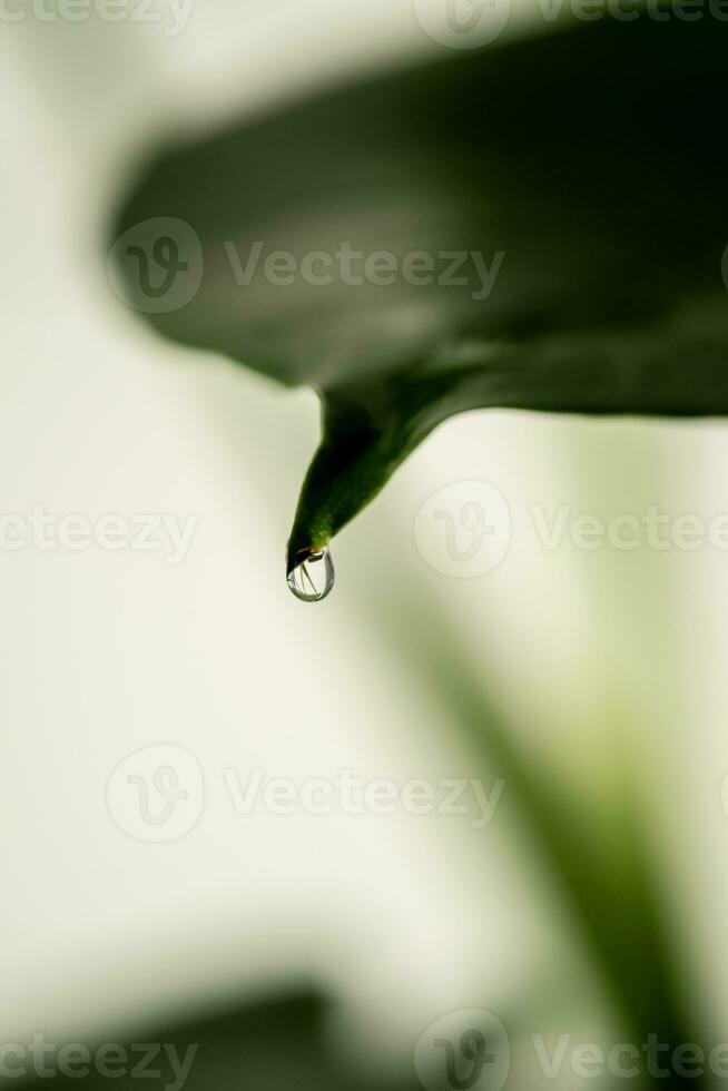 ein Grün Blatt von ein Zimmerpflanze im Nahansicht. foto