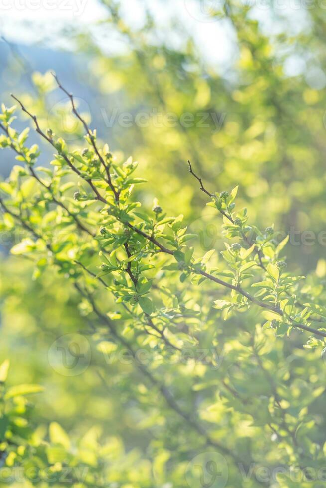 ein Ast mit jung Blätter im natürlich Bedingungen im Frühling. foto