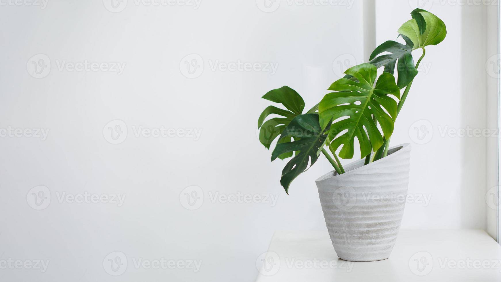 Monstera auf Topf neben Fenster mit Vorhang foto