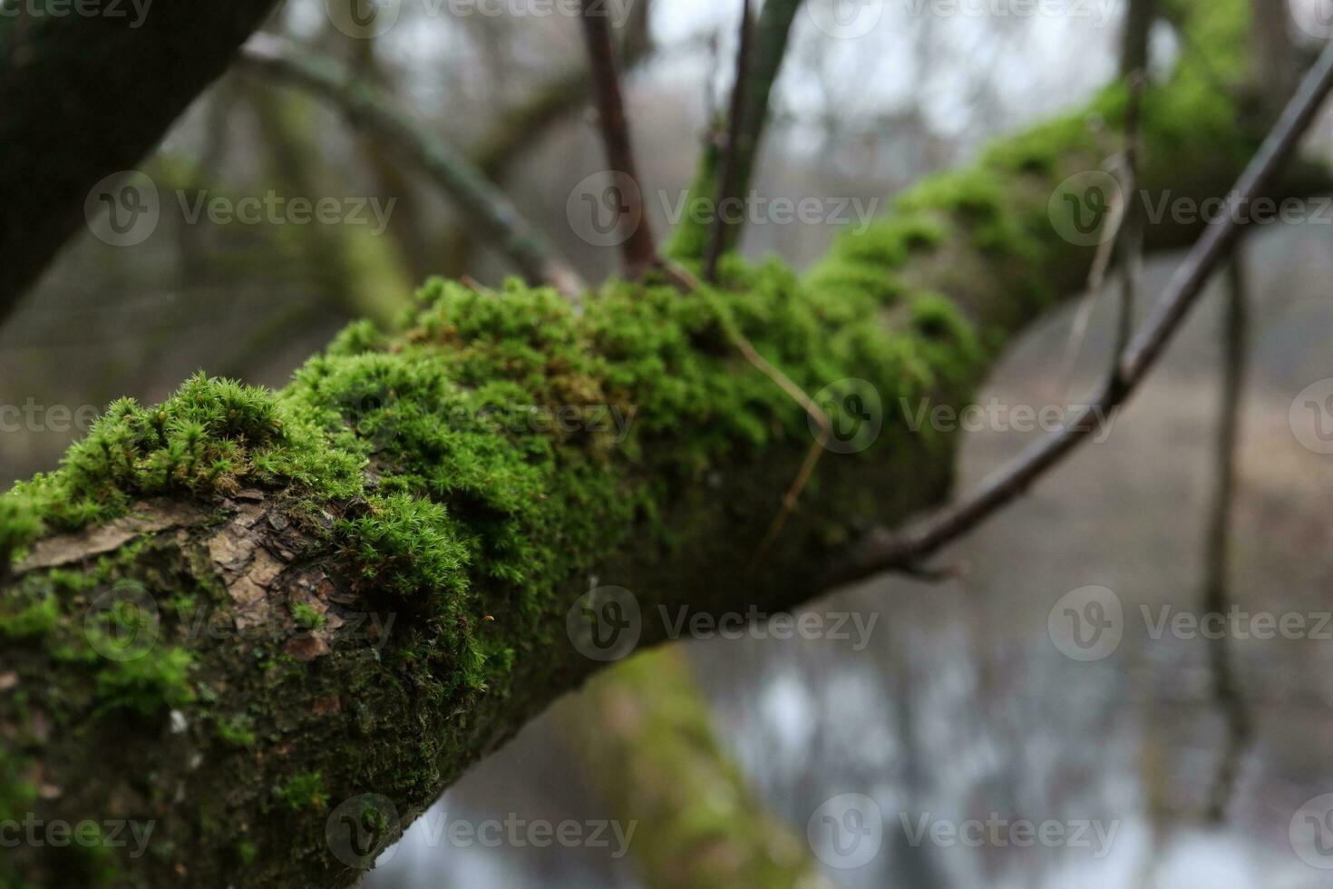 Herbst Wald Atmosphäre, Moos bedeckt gefallen Bäume foto