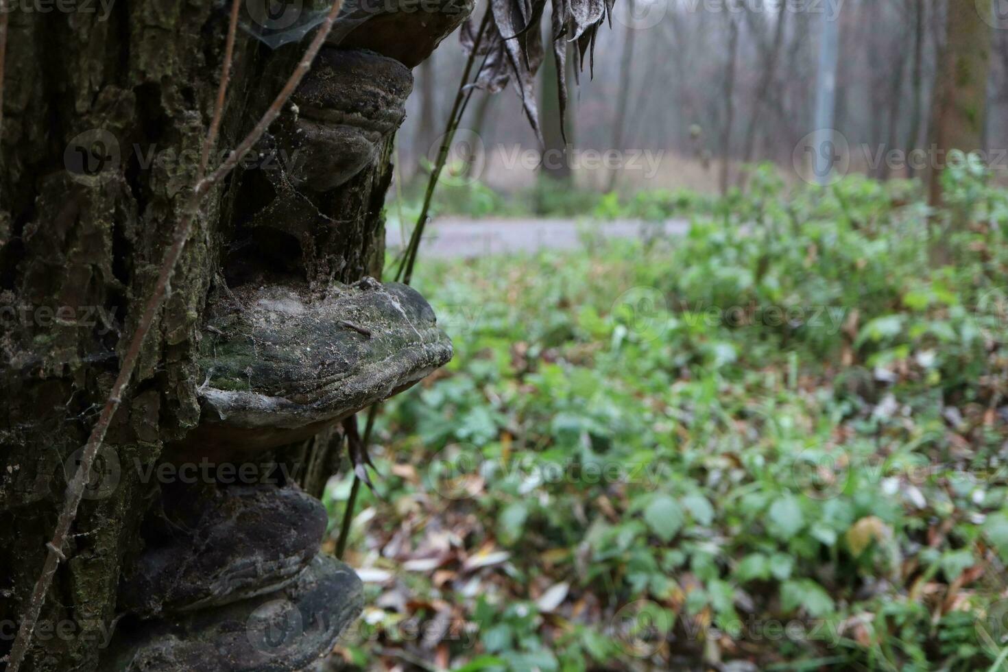 inonotus schräg oder chaga Nahansicht foto