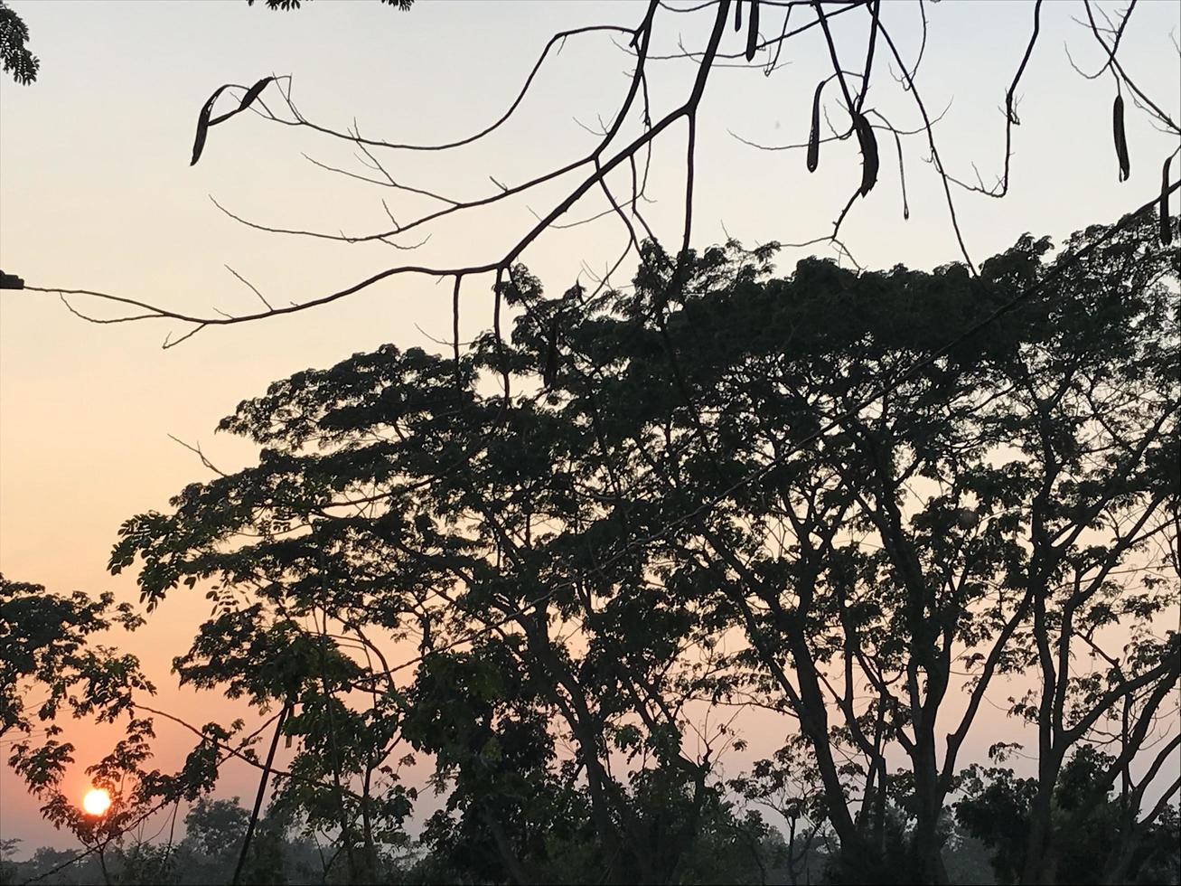 Sonnenuntergang bricht zwischen den Bäumen foto