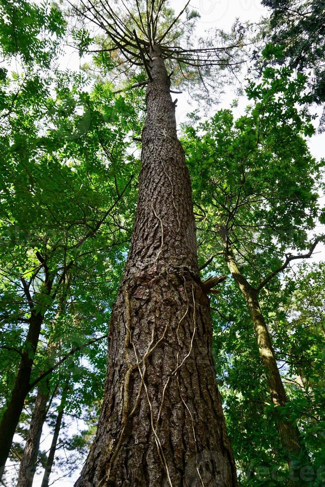 Baumstamm im Wald foto