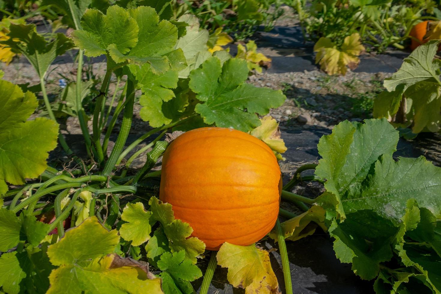 Kürbis im Kürbisbeet foto