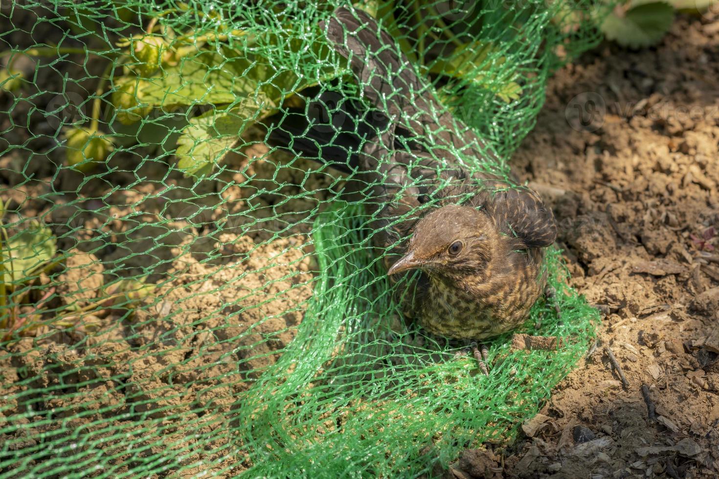 junge Amsel wird in einem Netz in einem Erdbeerfeld gefangen foto