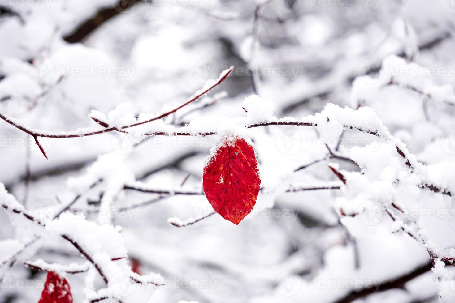 Schnee auf dem roten Blatt foto