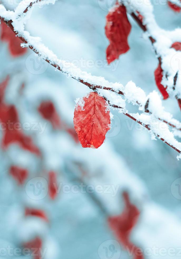 Schnee auf dem roten Blatt im Winter foto