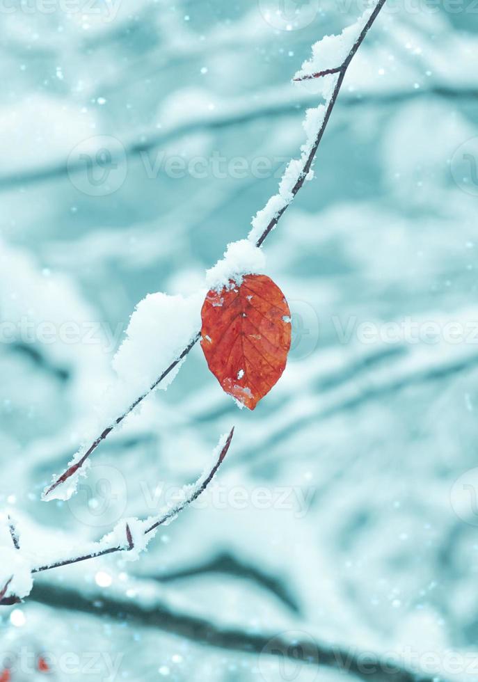 Schnee auf dem roten Blatt im Winter foto