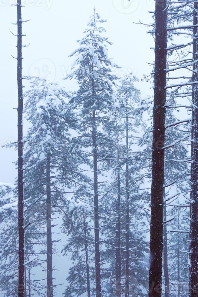 Schnee im Wald in der Wintersaison foto