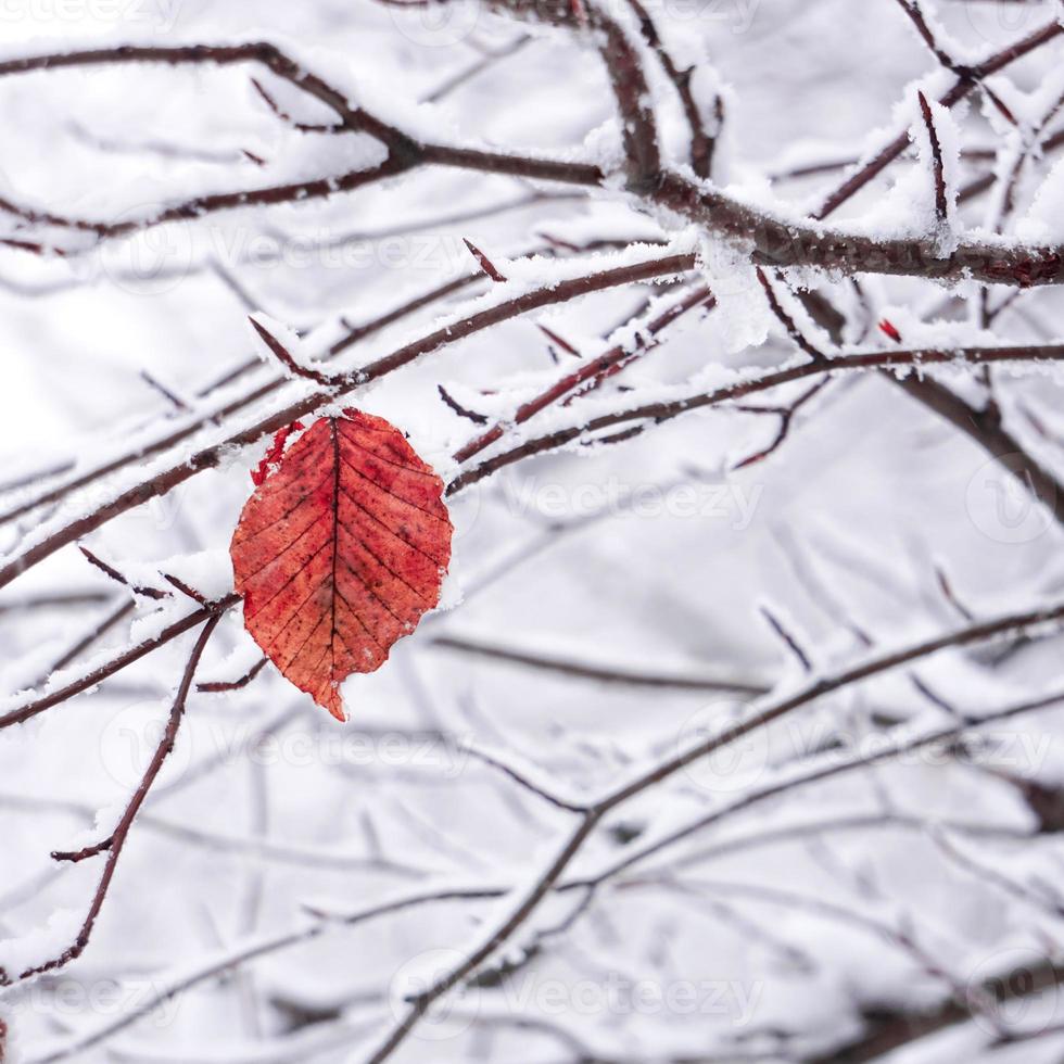 Schnee auf dem roten Blatt foto