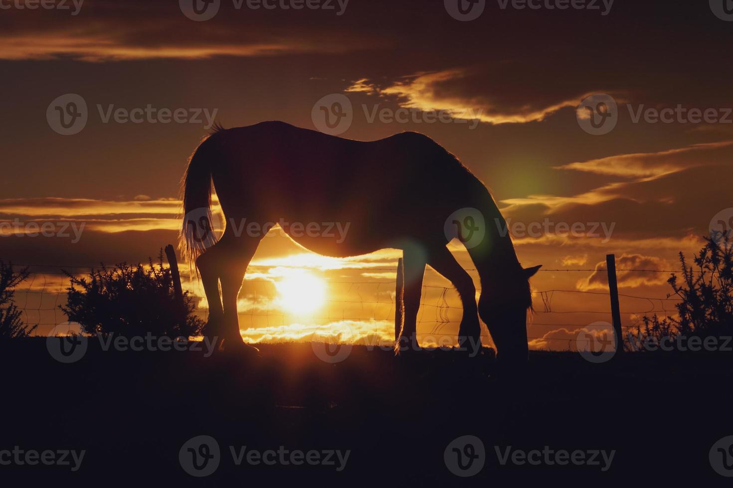 Pferdesilhouette im Sonnenuntergang foto