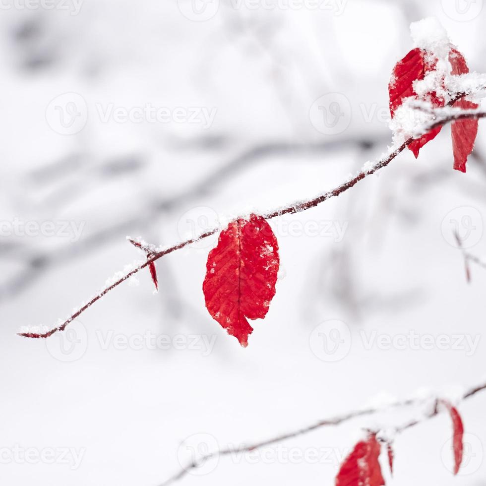 Schnee auf dem roten Blatt foto