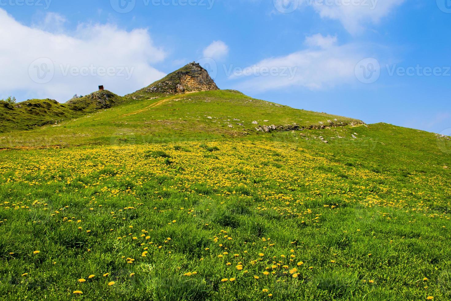 gelbe Blumen am Berg foto