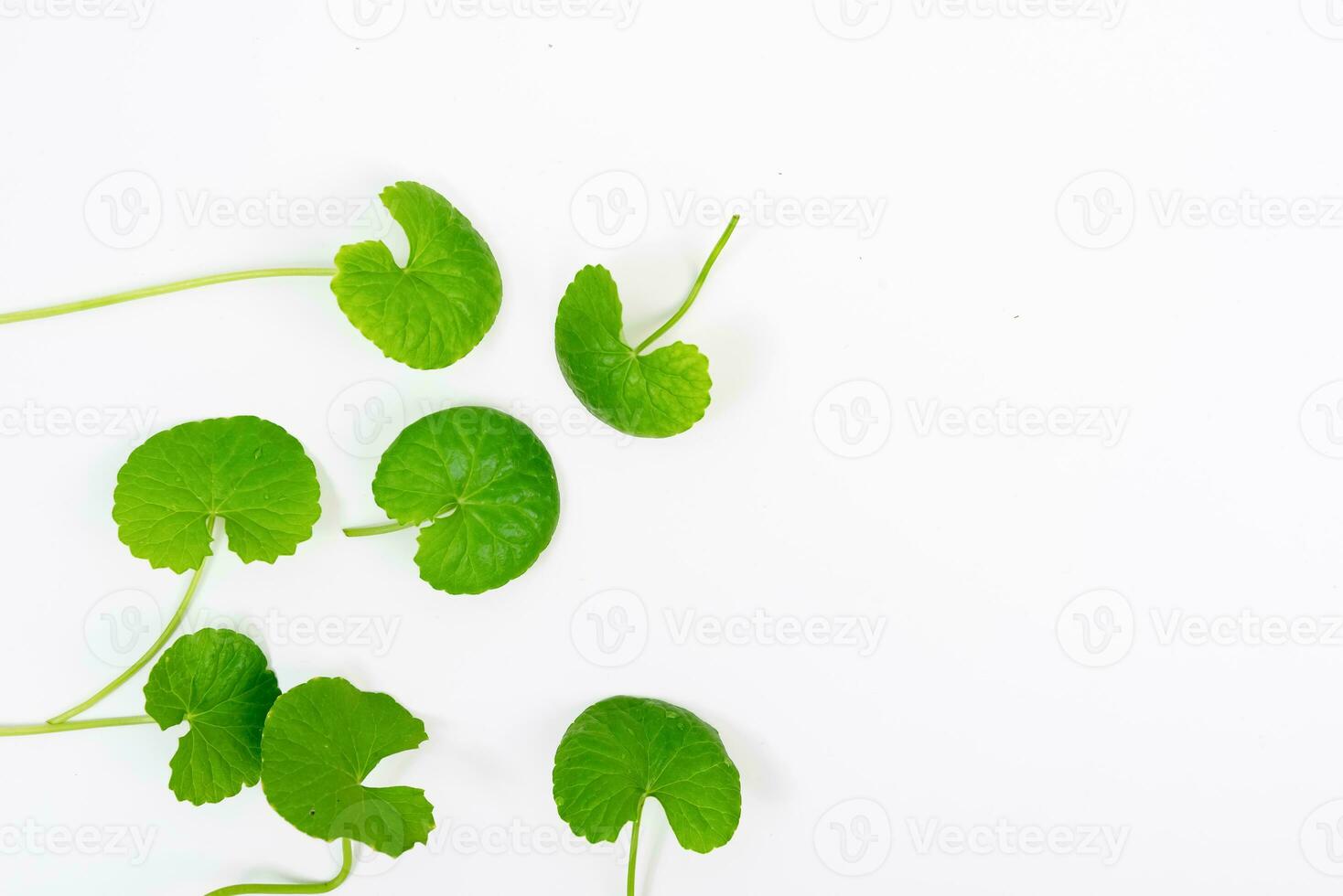 oben Aussicht auf Tabelle Centella asiatica Blätter mit isoliert auf Weiß Hintergrund foto