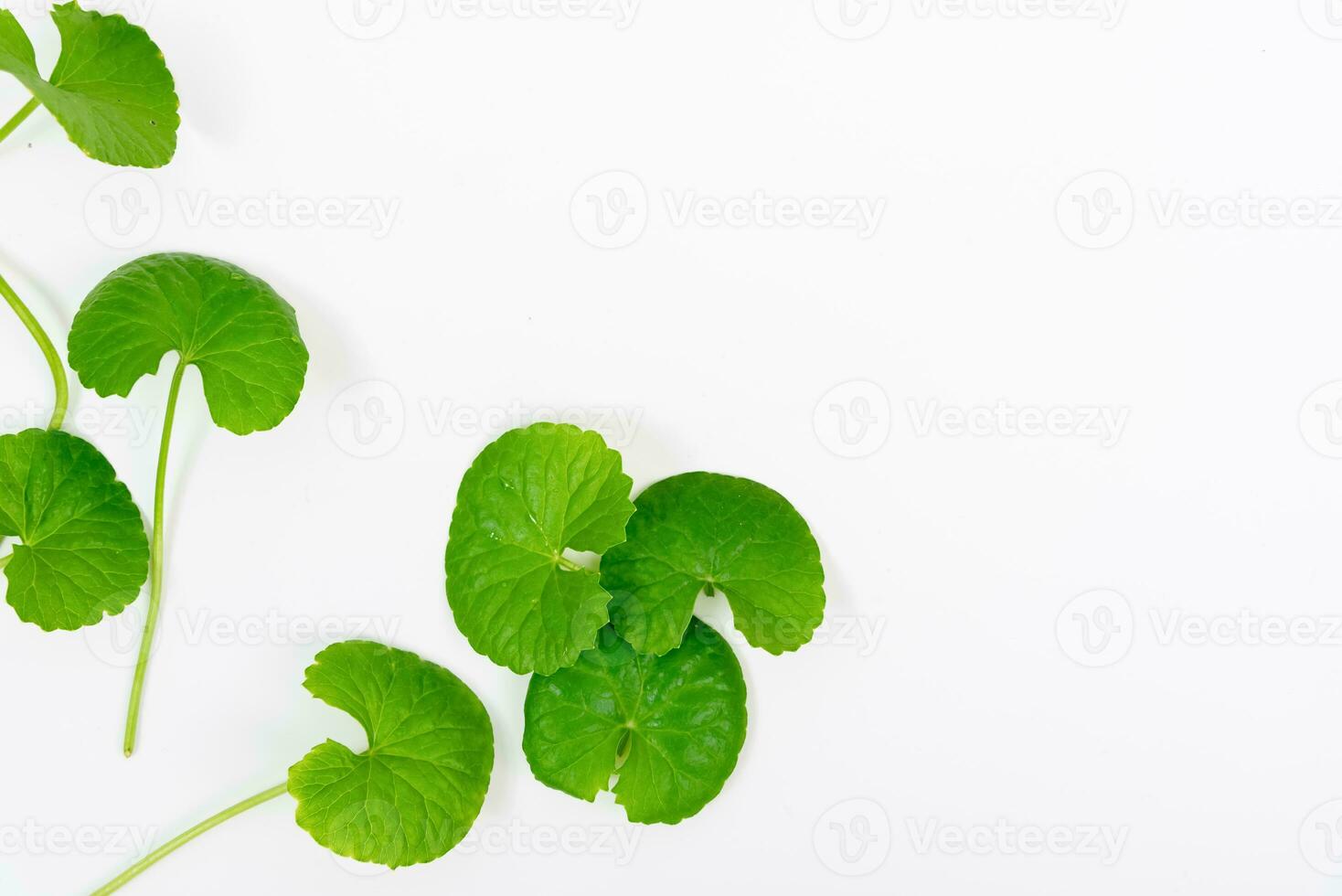 oben Aussicht auf Tabelle Centella asiatica Blätter mit isoliert auf Weiß Hintergrund foto
